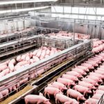 Transformer votre passion pour l’élevage de porc en entreprise